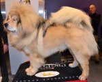 pies rasy Tibetan mastiff Tibetan mastiff